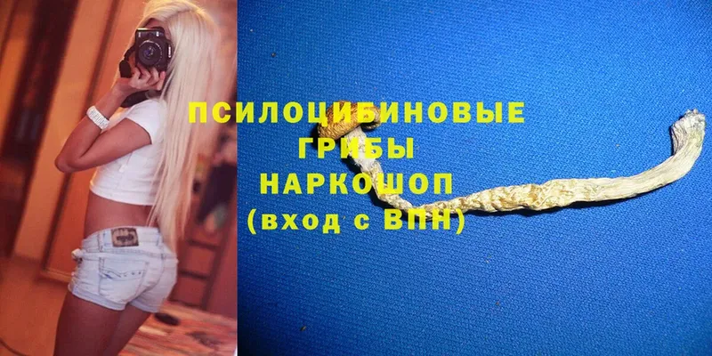 как найти   Знаменск  Псилоцибиновые грибы MAGIC MUSHROOMS 